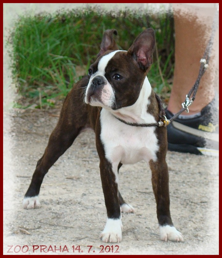 boston terrier, Balader, puppies